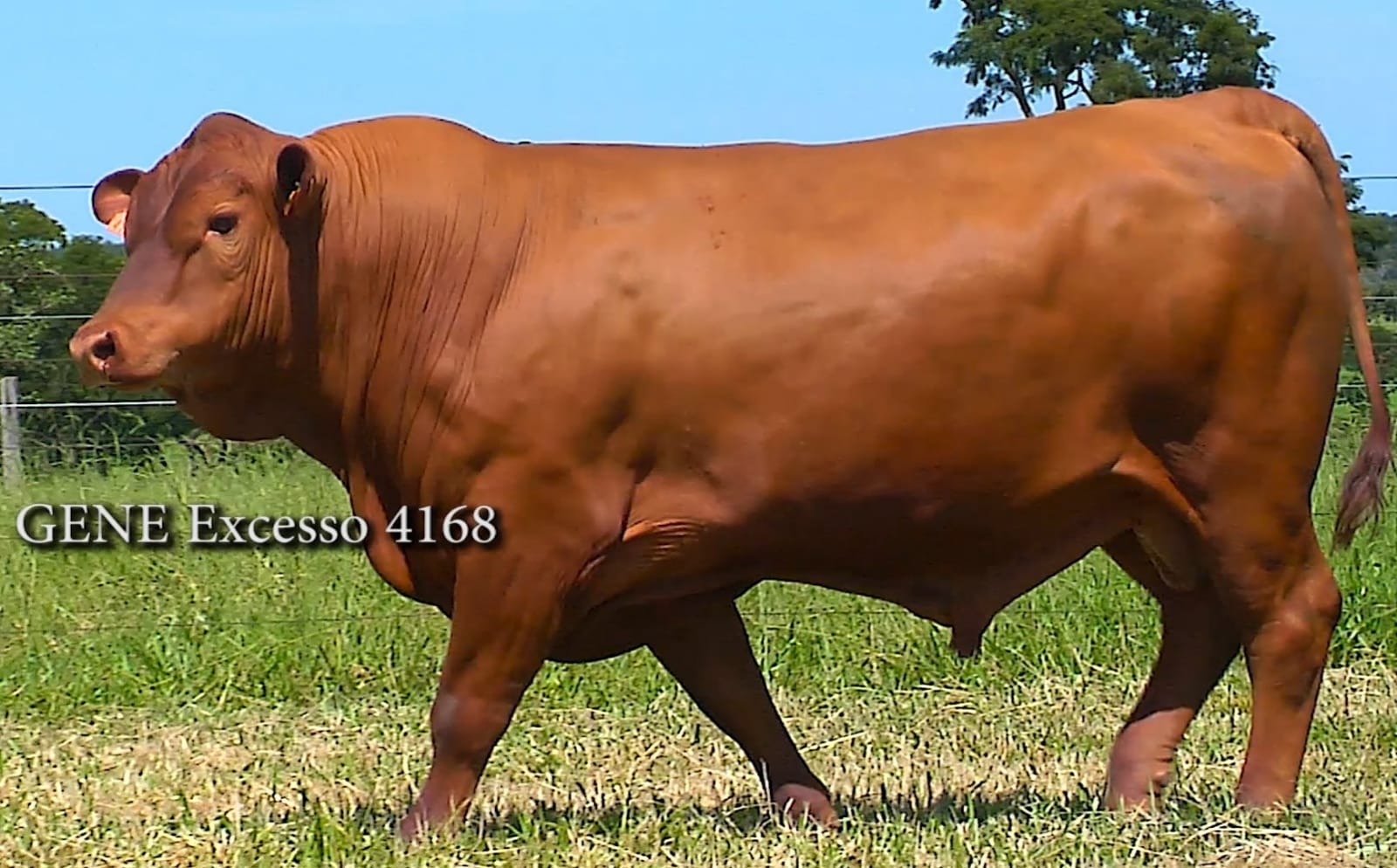 4168