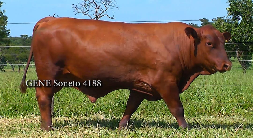 4188